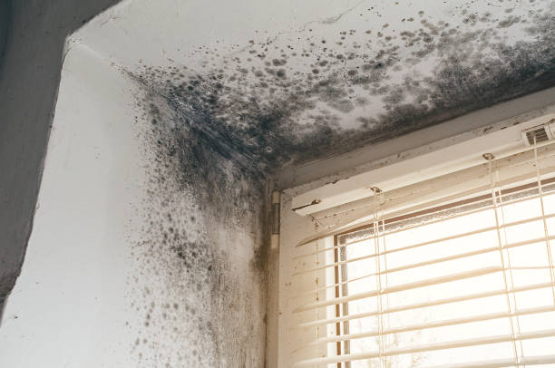 Affordable Mold Removal solutions in Franklin Square, NY